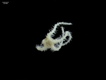 Media type: image; Invertebrate Zoology 145169